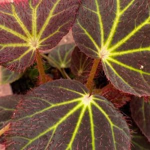 Begonia chloroneura