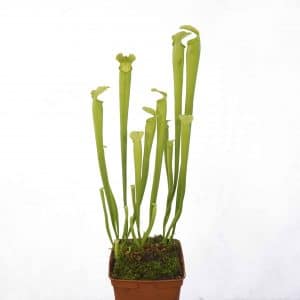 Sarracenia rubra ssp. gulfensis f. luteoviridis (heterophylla)
