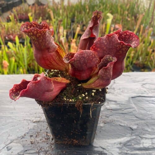 uGSkOmTTt5bHgAojPR1U.jpg uGSkOmTTt5bHgAojPR1U.jpg