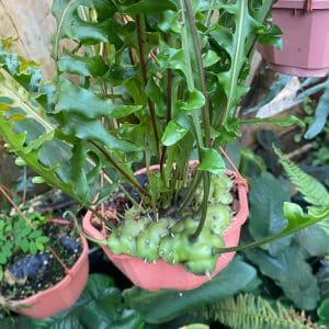 Lecanopteris carnosa, XXL