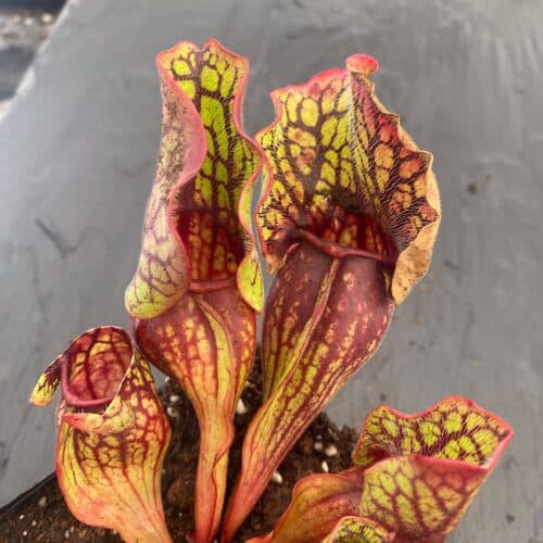 uMl4a810SAuzTv5DTbDf.jpg uMl4a810SAuzTv5DTbDf.jpg