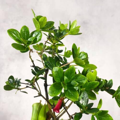 uMyv2I7t9cfvr3KEXbxt.jpg uMyv2I7t9cfvr3KEXbxt.jpg