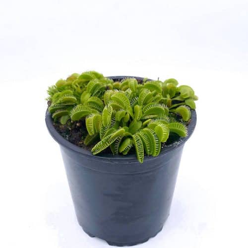 uWMy8coDfJq8YCqWgGRu.jpg uWMy8coDfJq8YCqWgGRu.jpg