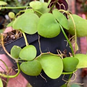 Dischidia cleistantha