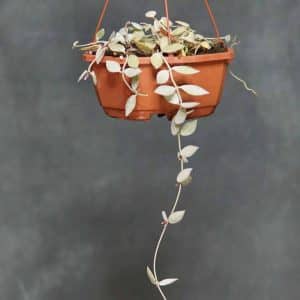 Dischidia kutchinensis