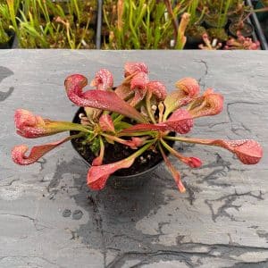 Sarracenia psittacina var. okefenokeensis "Red/White Massive Heads #15", Citronelle, Alabama