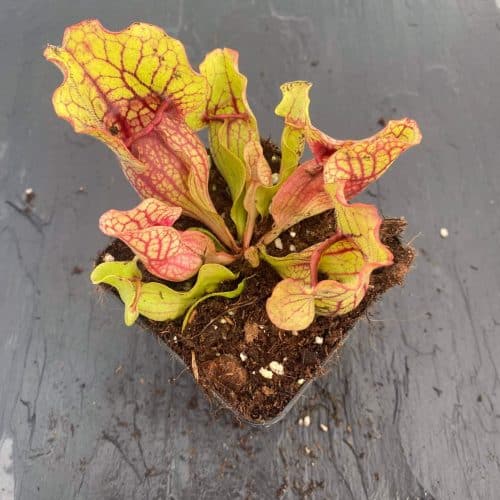 uxEsFoqOn62BqYEYc1tr.jpg uxEsFoqOn62BqYEYc1tr.jpg