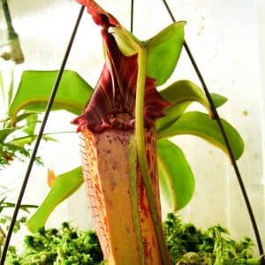 Nepenthes maxima Typical Large x veitchii Candy, 25 cm