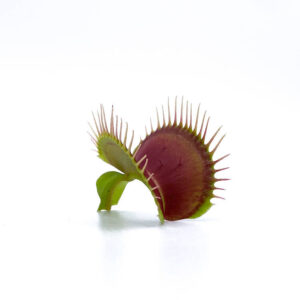Dionaea muscipula "Carolina state Beach Park"