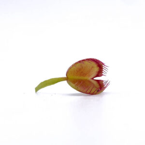 Dionaea muscipula "Booman's mutant"