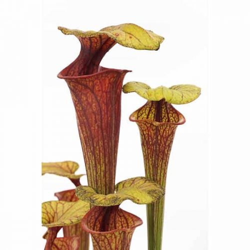 v9vgoLVQJyr0sUrEFePT.jpg v9vgoLVQJyr0sUrEFePT.jpg