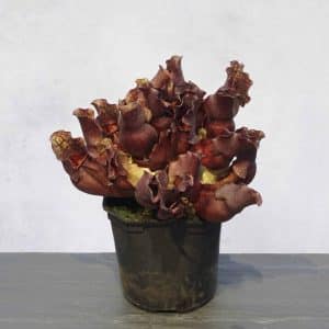 Sarracenia purpurea ssp. venosa "Loretta", 12-14 cm