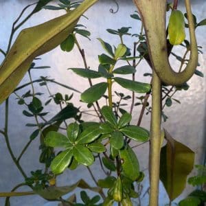 Rhododendron spec. Talakmau, Sumatra