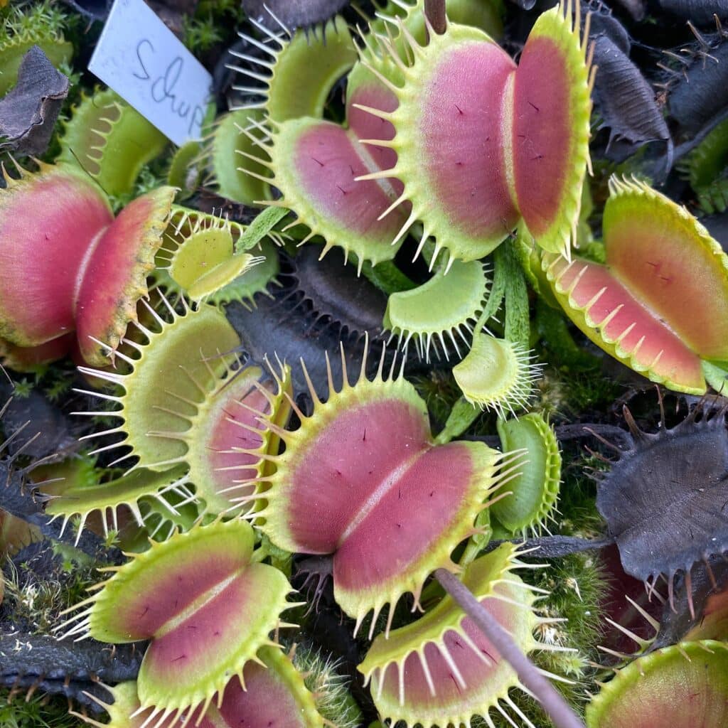 carnivorsandmore – Deine Quelle für seltene Pflanzen Dionaea muscipula "CK Schuppenstiel"