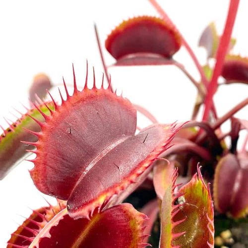 vDbPLaAhdVt1AfIGZd8A.jpg vDbPLaAhdVt1AfIGZd8A.jpg