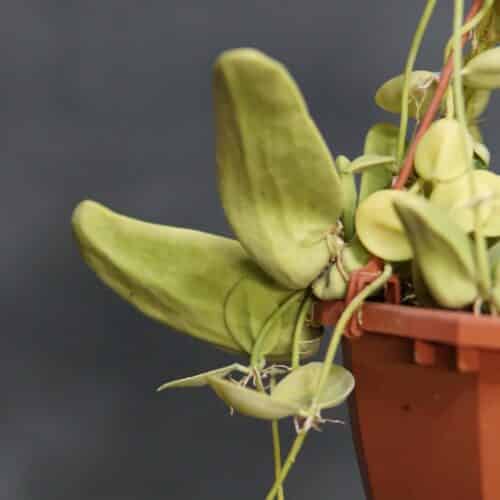 vFACbqHRfQLyx4osTMmS.jpg vFACbqHRfQLyx4osTMmS.jpg