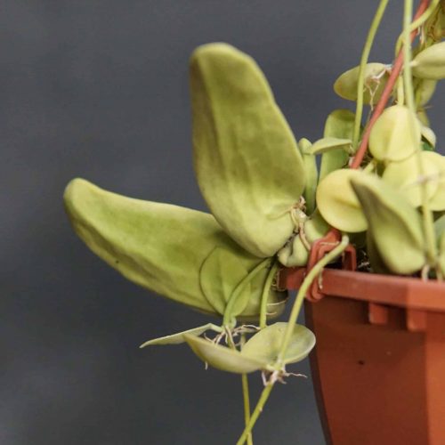 vFACbqHRfQLyx4osTMmS.jpg vFACbqHRfQLyx4osTMmS.jpg