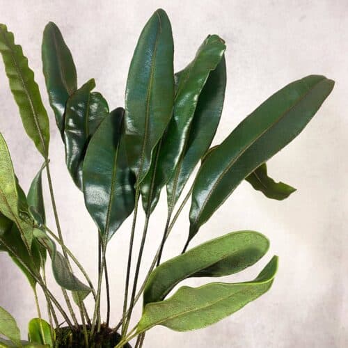 vIr7O1sGFQGstxfbA22l.jpg vIr7O1sGFQGstxfbA22l.jpg