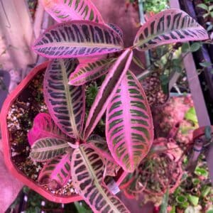 Emblemantha urnulata "Heavy Pink"