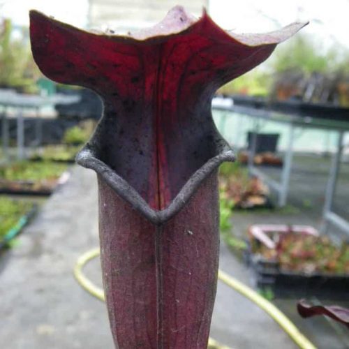 vPBJZmTQDnvsM71O72Ad.jpg vPBJZmTQDnvsM71O72Ad.jpg