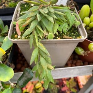Ceratostema rauhii