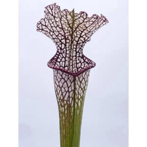 Sarracenia leucophylla "Purple and White", Dear Park Al., MK L 12a