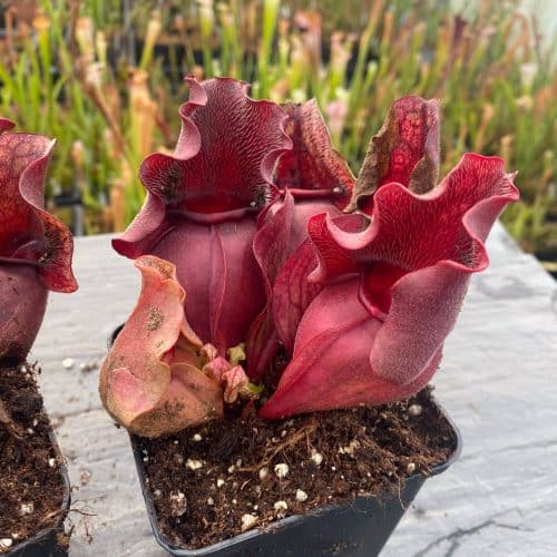 va3dPPTgiAp7PTa572gu.jpg va3dPPTgiAp7PTa572gu.jpg