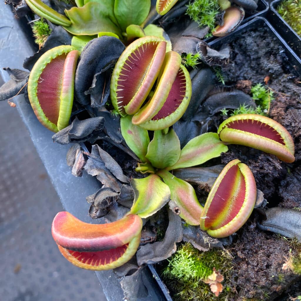 carnivorsandmore – Deine Quelle für seltene Pflanzen Dionaea muscipula ''CK Botox Lips''
