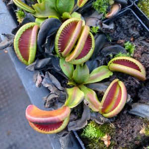 carnivorsandmore – Deine Quelle für seltene Pflanzen Dionaea muscipula "CK Botox Lips"