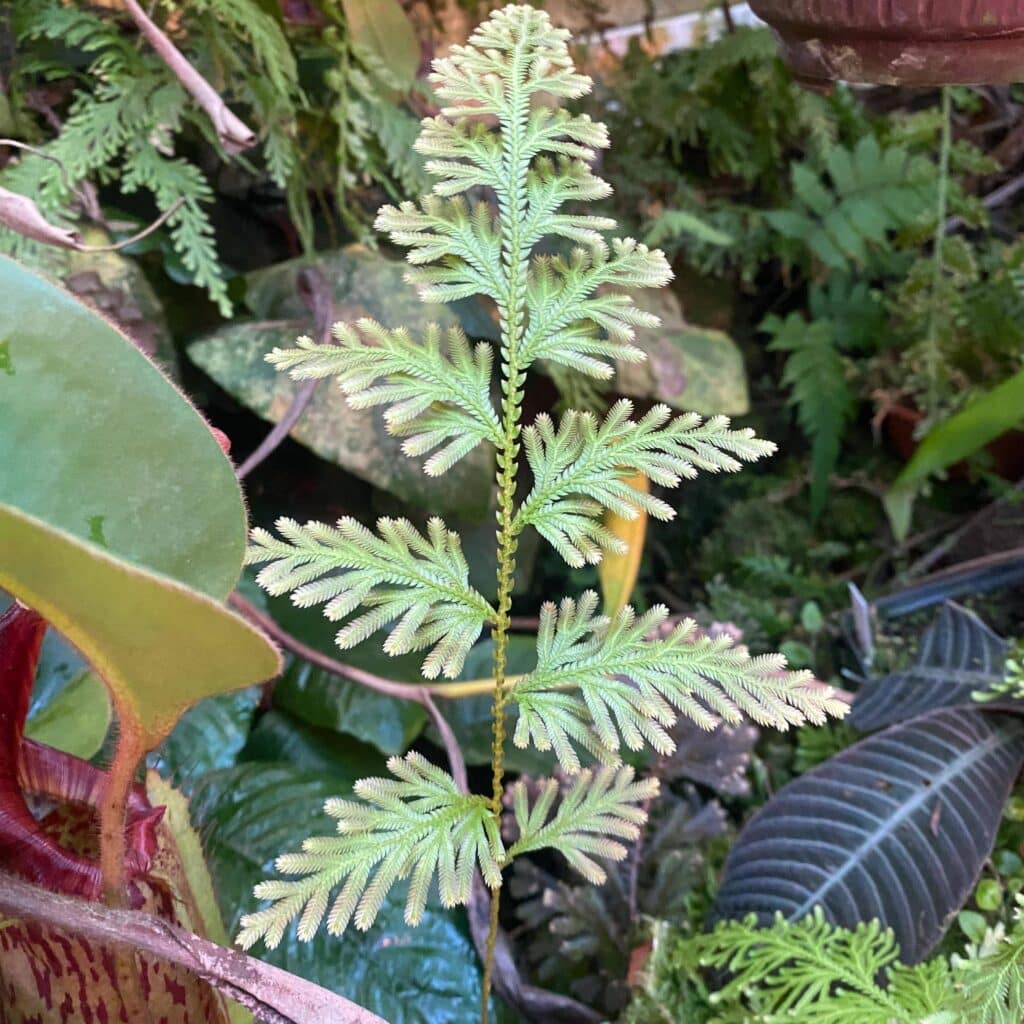 carnivorsandmore – Deine Quelle für seltene Pflanzen Selaginella spec. (willdenowii), Mount Kinabalu