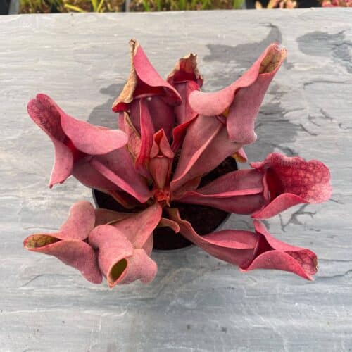 w4PRWjwhIu3E1gGckG8s.jpg w4PRWjwhIu3E1gGckG8s.jpg