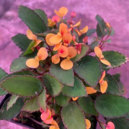 w5YzirkXJBBvl9CRQj7P.jpg w5YzirkXJBBvl9CRQj7P.jpg