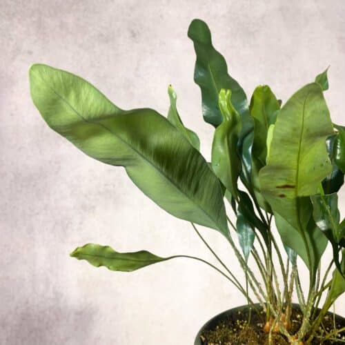 wApx7LHMYMu5OQvh3Syl.jpg wApx7LHMYMu5OQvh3Syl.jpg