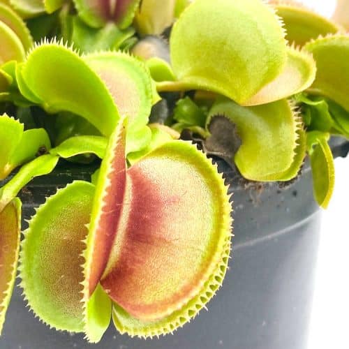 wDvxN7L39XOVzL8kb8s0-1.jpg wDvxN7L39XOVzL8kb8s0-1.jpg