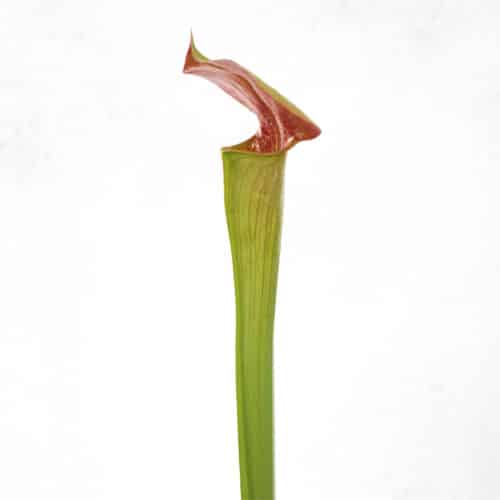 wEvTx8SfmfFolyAYuRlo.jpg wEvTx8SfmfFolyAYuRlo.jpg