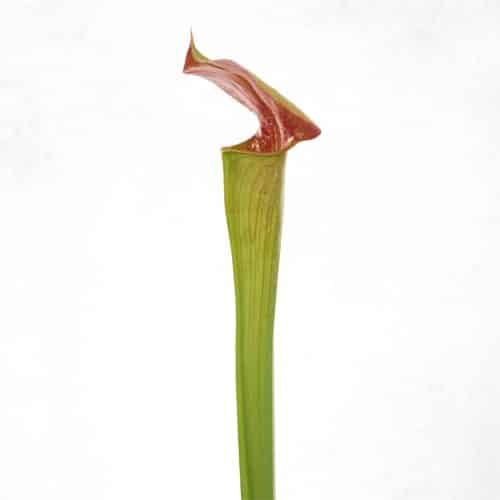 wEvTx8SfmfFolyAYuRlo.jpg wEvTx8SfmfFolyAYuRlo.jpg