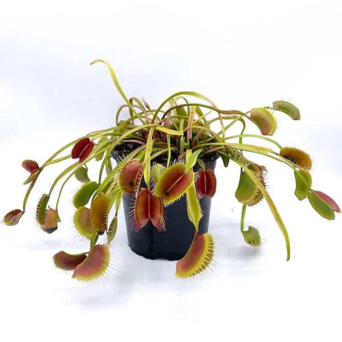 wNO0uxkjB9ePKBslISYD.jpg wNO0uxkjB9ePKBslISYD.jpg