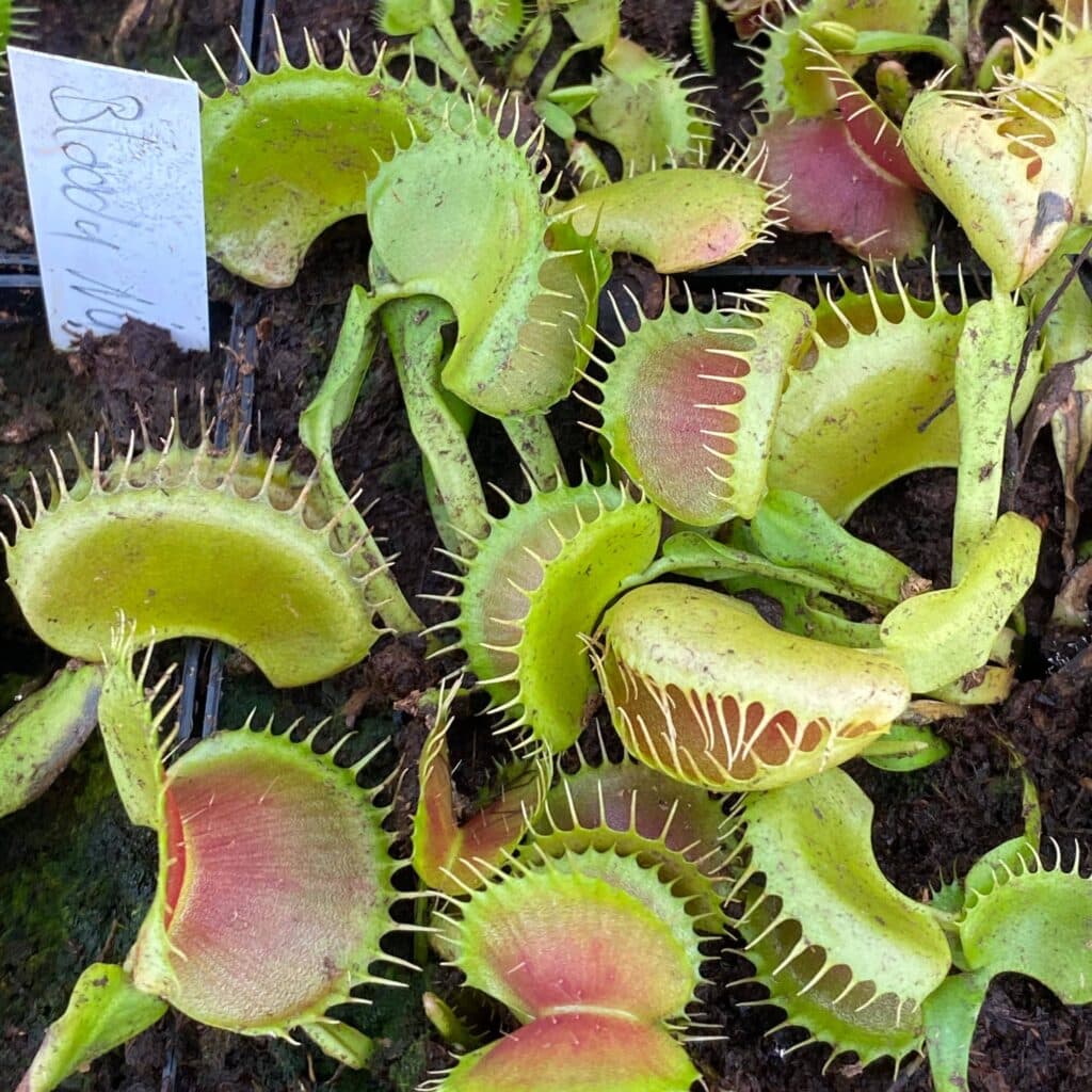 carnivorsandmore – Deine Quelle für seltene Pflanzen Dionaea muscipula ''GJ Bloody Nurse''