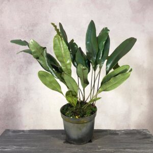 Elaphoglossum metallicum, oily blue leaves