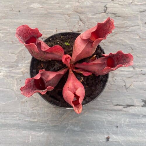 wfchZ9TszJ9dYWy66rsS.jpg wfchZ9TszJ9dYWy66rsS.jpg