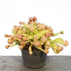 Sarracenia psittacina var. okefenokeensis # 13/3, Liberty Coᅠ