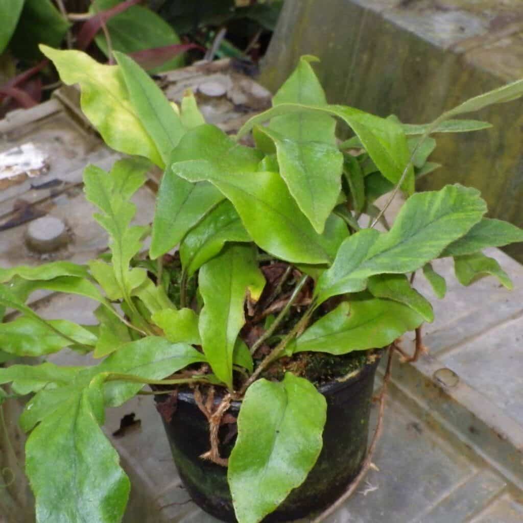 carnivorsandmore – Deine Quelle für seltene Pflanzen Pyrrosia lingua ''variegata''