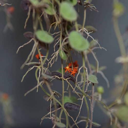 wlAmh1GVf81UN4vucZVX.jpg wlAmh1GVf81UN4vucZVX.jpg