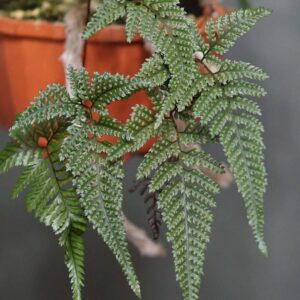 Davallia tyermanii