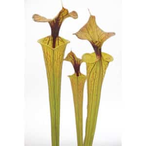 Sarracenia flava var. flava "Elegant Long Neck"