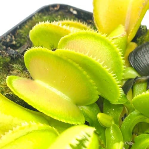 wrn4IvWbZ4WtM8v26SZW-1.jpg wrn4IvWbZ4WtM8v26SZW-1.jpg