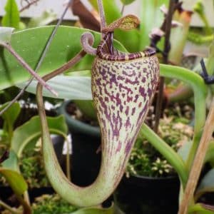 Nepenthes vogelii, 7-10 cm