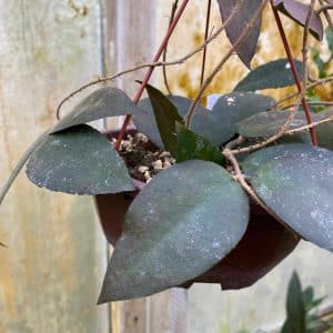 Hoya caudata, Sumatra