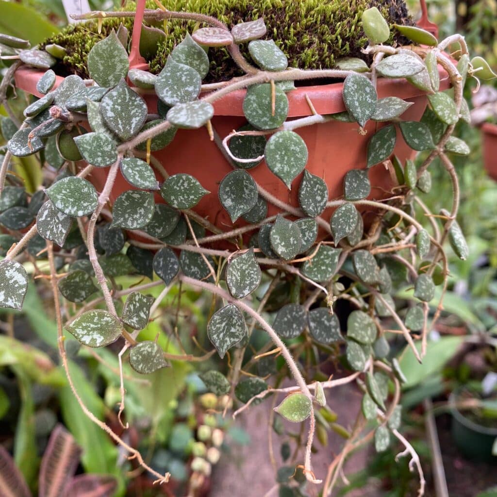 carnivorsandmore – Deine Quelle für seltene Pflanzen Hoya curtisii