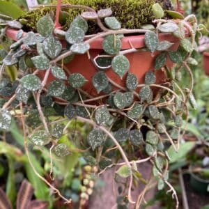 Hoya curtisii